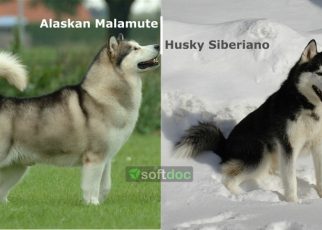 Alaskan Malamute y Husky Siberiano