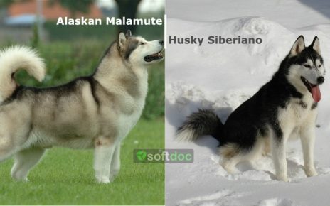 Alaskan Malamute y Husky Siberiano