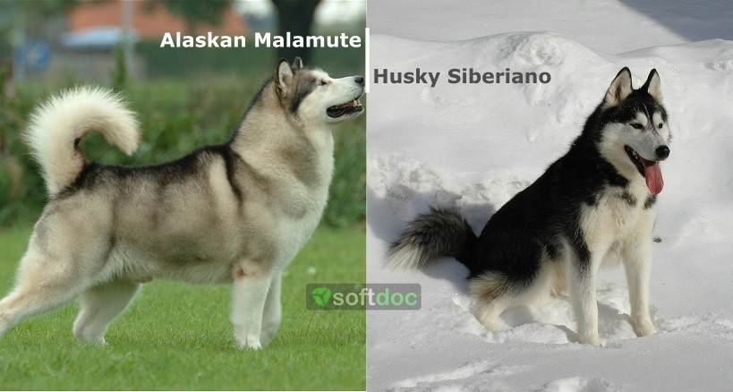 Alaskan Malamute y Husky Siberiano