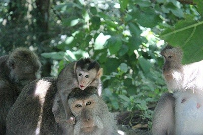 Monos de Ubud