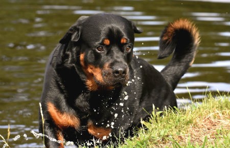 Rottweiler agresivo