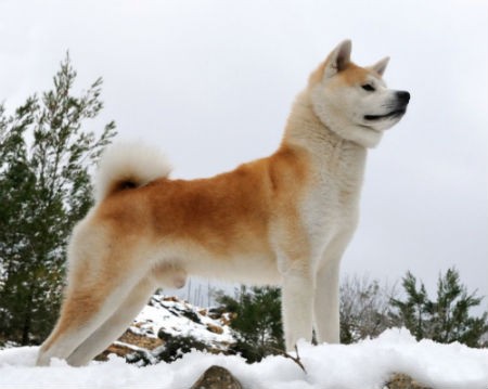 akita inu agresivo