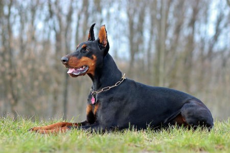 doberman perro agresivo