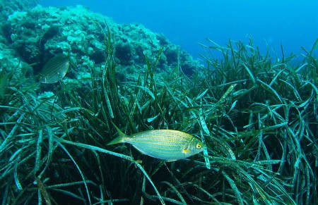 submarinismo formentera