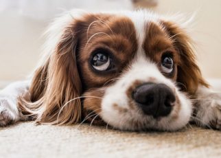 Síntomas de la hernia discal en perros y recuperación