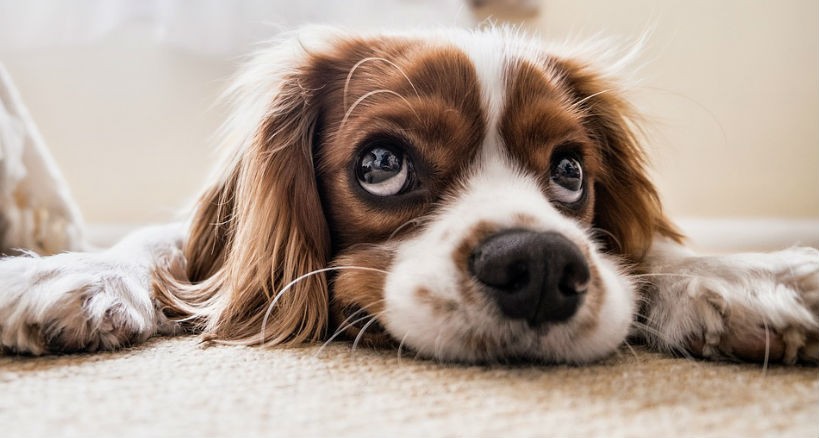 Síntomas de la hernia discal en perros y recuperación