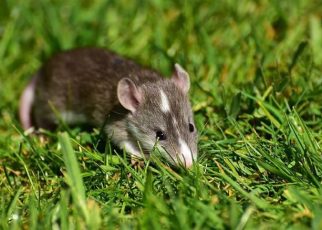 Fumigación de ratas