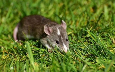 Fumigación de ratas