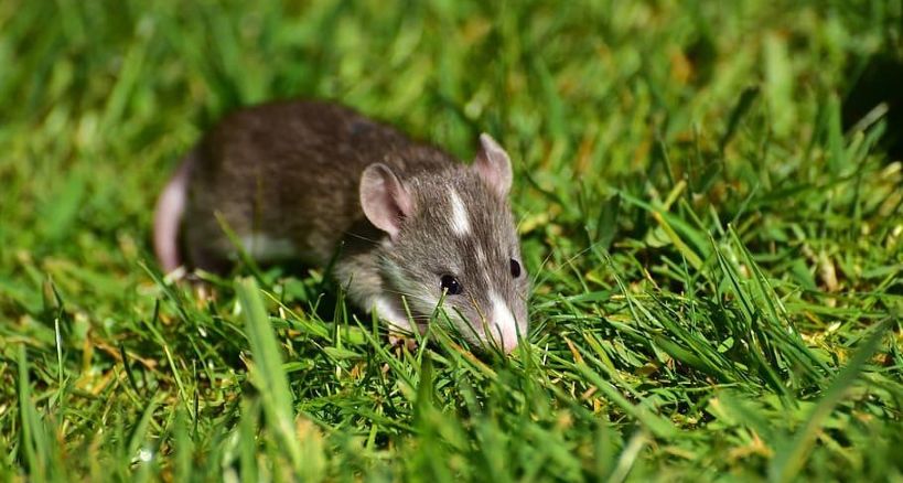 Fumigación de ratas
