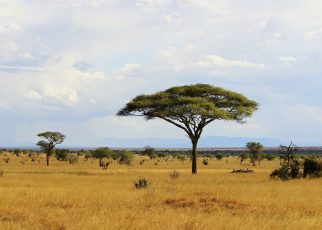 África